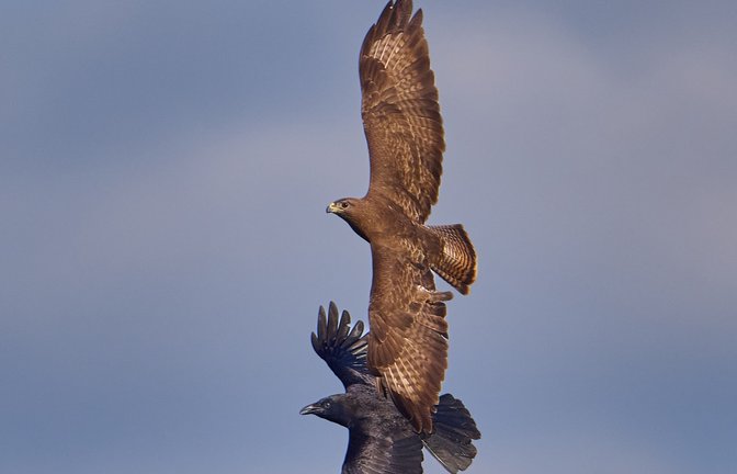 Scheinbar harmonisch sind diese beiden über dem Ensinger See unterwegs. <span class='image-autor'>Foto: Frey</span>