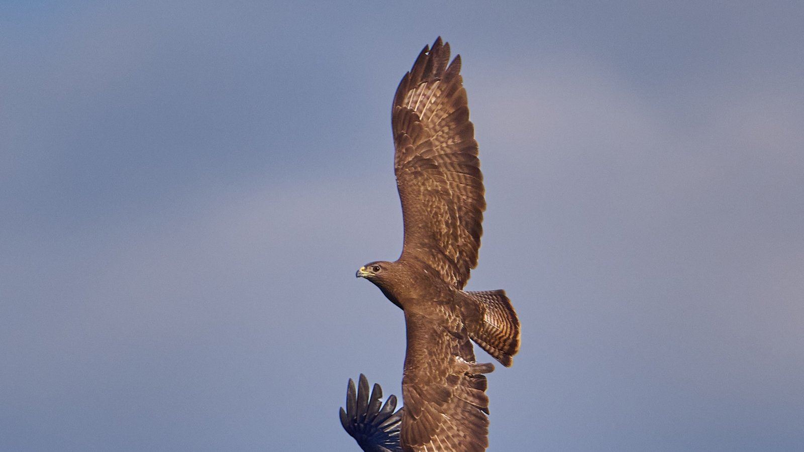 Scheinbar harmonisch sind diese beiden über dem Ensinger See unterwegs. Foto: Frey
