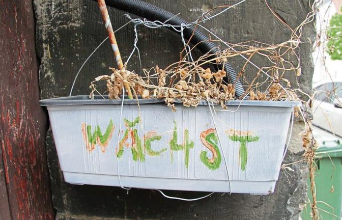 Die Aufschrift auf diesem Blumenkasten in der Vaihinger Grabenstraße zeugt offenbar von unerschütterlichem Optimismus.  Foto: Banholzer