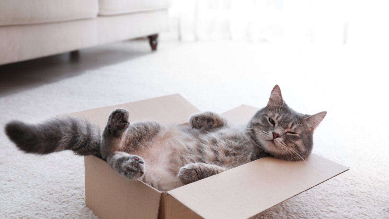 Stellt man einen Karton in den Raum, macht es sich die Katze darin bequem. Aber warum lieben Katzen Kartons so sehr?Foto: New Africa / Shutterstock.com Stellt man einen Karton in den Raum, macht es sich die Katze darin bequem. Aber warum lieben Katzen Kartons so sehr?Foto: New Africa / Shutterstock.com