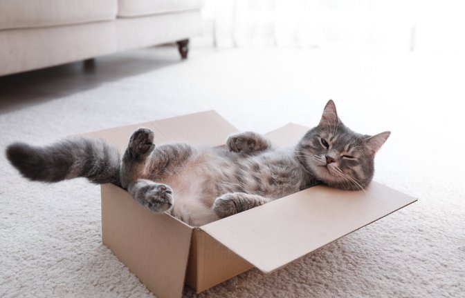 Stellt man einen Karton in den Raum, macht es sich die Katze darin bequem. Aber warum lieben Katzen Kartons so sehr?<span class='image-autor'>Foto: New Africa / Shutterstock.com</span>