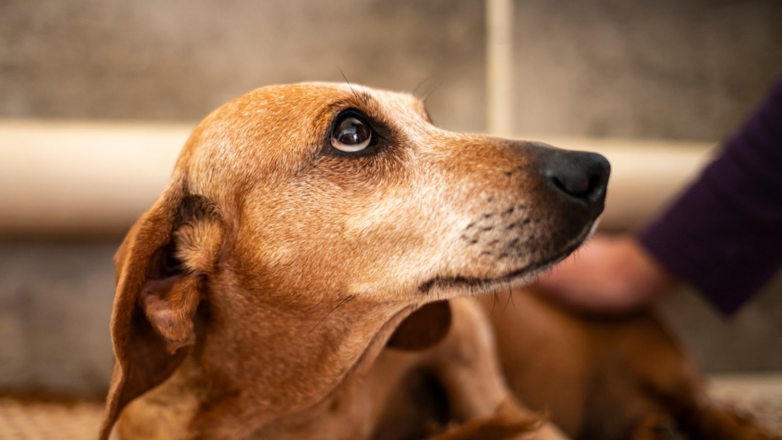 Feuerwerk und laute Geräusche lösen bei vielen Hunden an Silvester starken Stress aus. Diese Tipps helfen.Foto: Renko Aleks / Shutterstock.com Feuerwerk und laute Geräusche lösen bei vielen Hunden an Silvester starken Stress aus. Diese Tipps helfen.Foto: Renko Aleks / Shutterstock.com