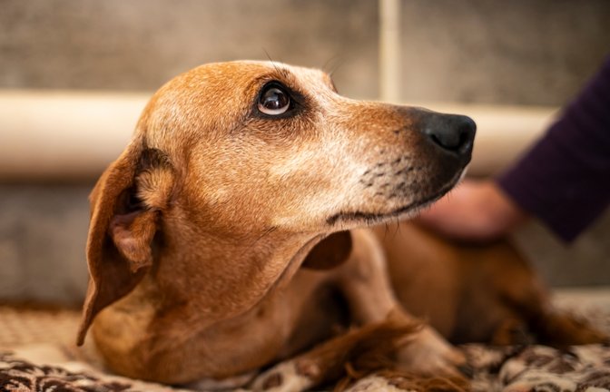 Feuerwerk und laute Geräusche lösen bei vielen Hunden an Silvester starken Stress aus. Diese Tipps helfen.<span class='image-autor'>Foto: Renko Aleks / Shutterstock.com</span>
