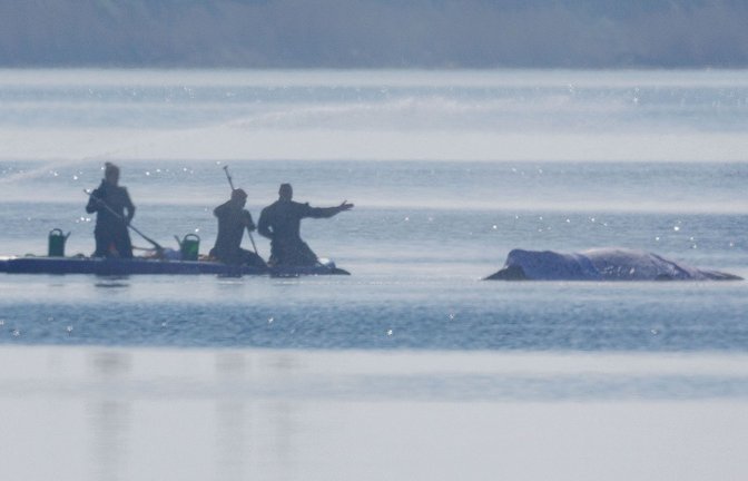 Am Freitag lief die private Rettungsaktion des vor der Ostsee-Insel Poel gestrandeten Buckelwals weiter auf Hochtouren.<span class='image-autor'>Foto: Jens Büttner/dpa</span>