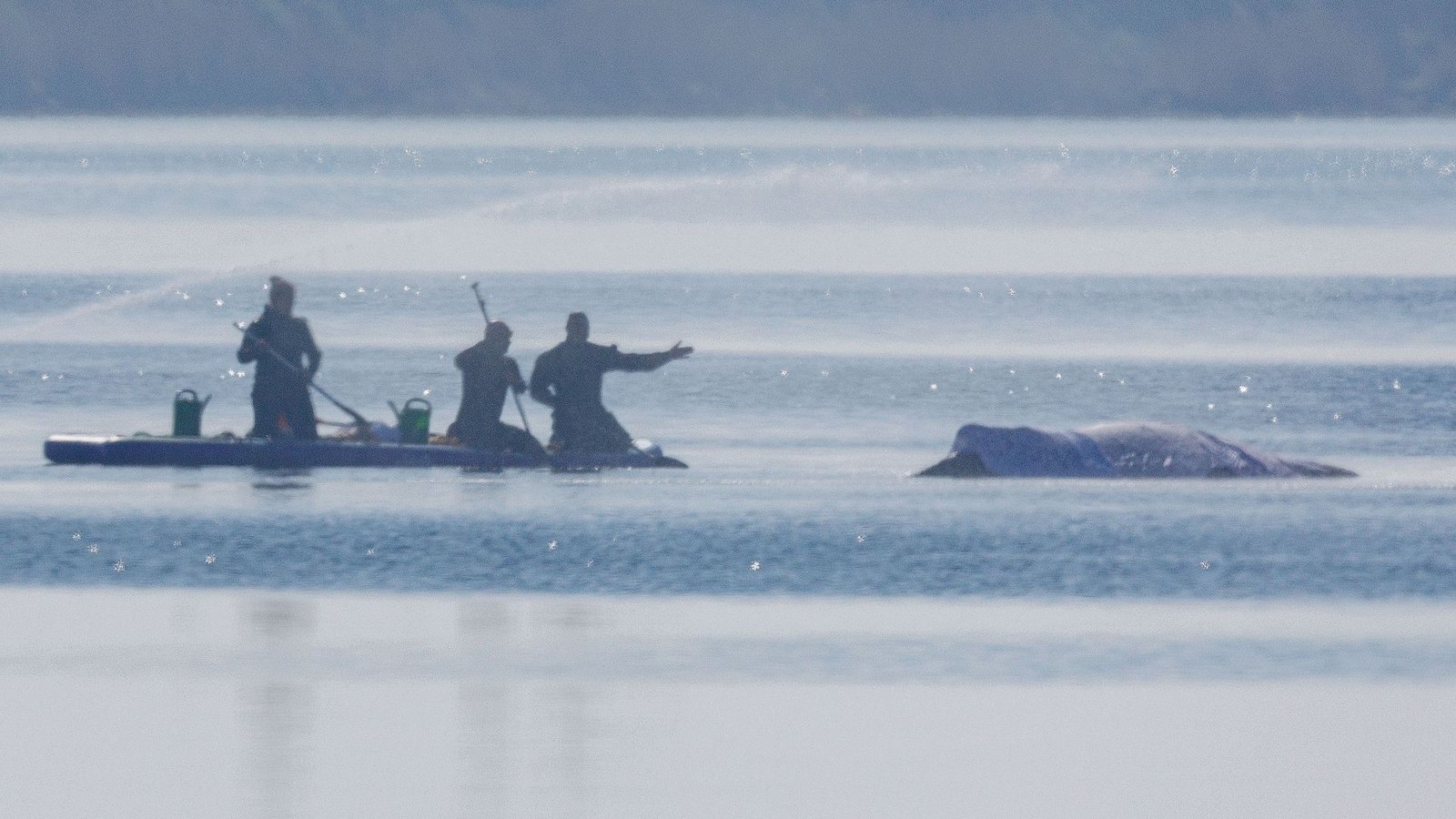 Am Freitag lief die private Rettungsaktion des vor der Ostsee-Insel Poel gestrandeten Buckelwals weiter auf Hochtouren.Foto: Jens Büttner/dpa