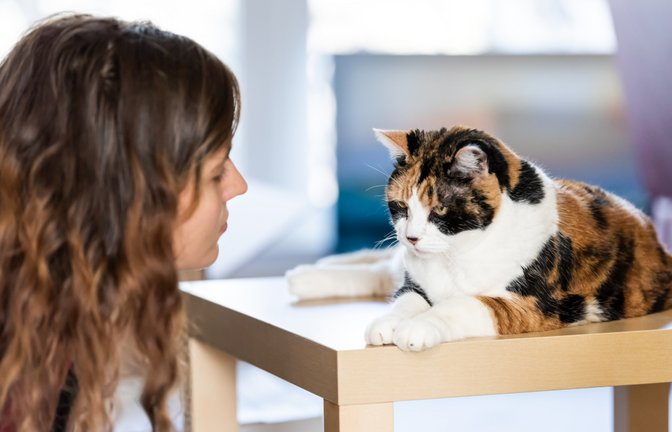 Ein Frisurentrend inspiriert durch Katzen.<span class='image-autor'>Foto: Andriy Blokhin / shutterstock.com</span>