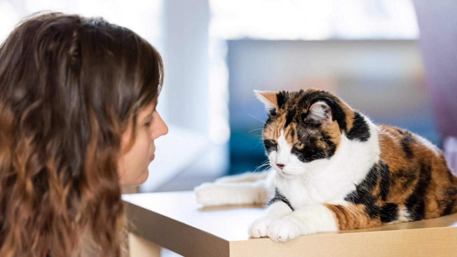 Ein Frisurentrend inspiriert durch Katzen.Foto: Andriy Blokhin / shutterstock.com Ein Frisurentrend inspiriert durch Katzen.Foto: Andriy Blokhin / shutterstock.com