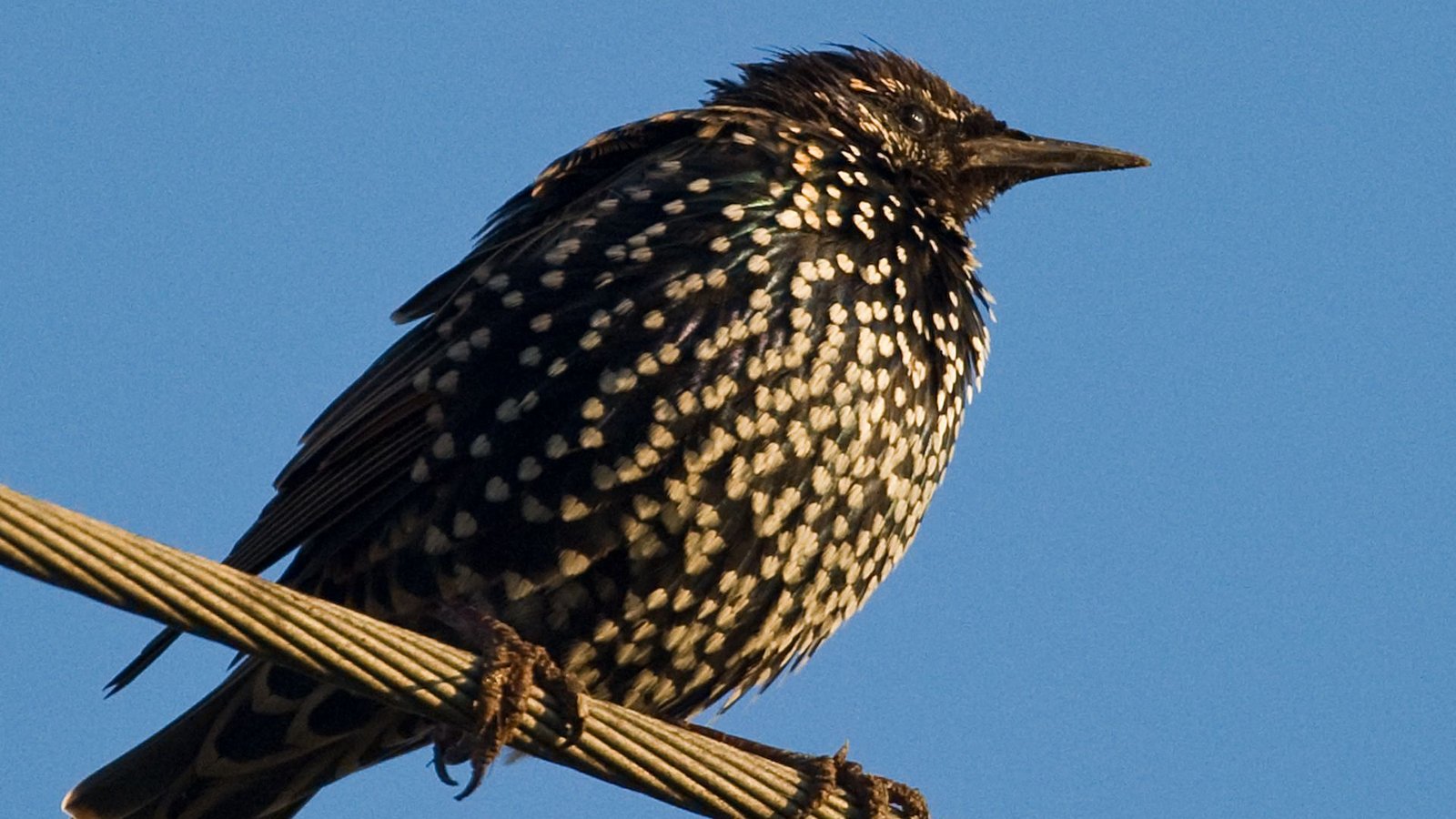 Star (Sturnus vulgaris).Foto: dpa Star (Sturnus vulgaris).Foto: dpa