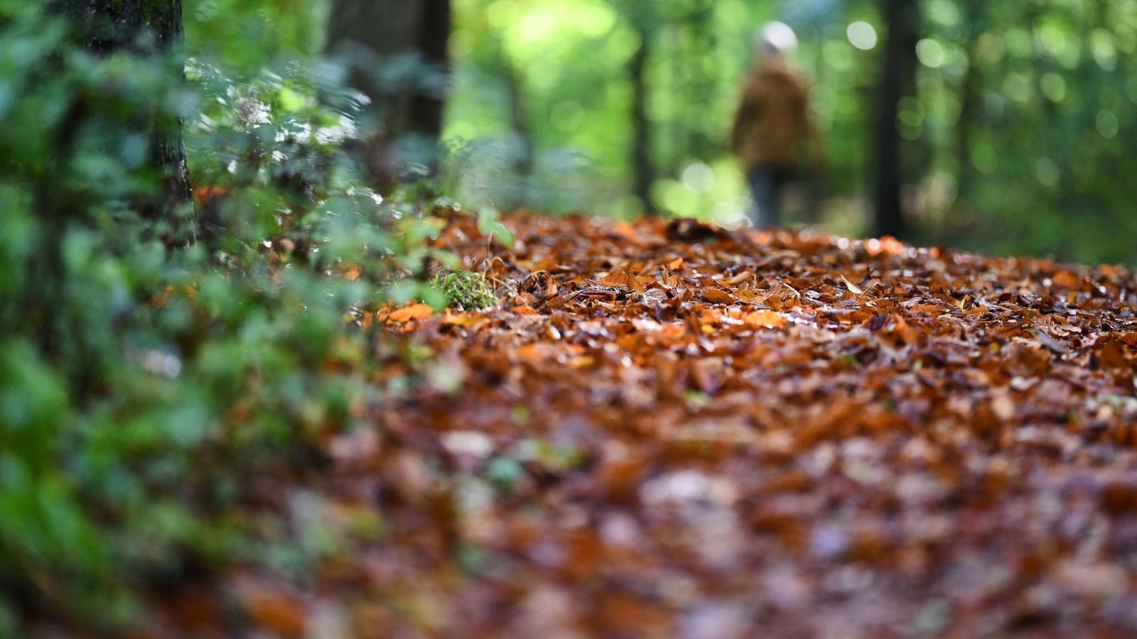 Laub liegt auf einem Waldweg. (zu dpa: «Erst bis zu 24 Grad, dann Regen und deutlich kühler»)Marijan Murat/dpa Laub liegt auf einem Waldweg. (zu dpa: «Erst bis zu 24 Grad, dann Regen und deutlich kühler»)Marijan Murat/dpa