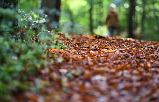 Laub liegt auf einem Waldweg. (zu dpa: «Erst bis zu 24 Grad, dann Regen und deutlich kühler»)<span class='image-autor'>Marijan Murat/dpa</span>