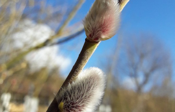 Ein Hauch von Vorfrühling und immer wieder schön sind die Weidenkätzchen. Bitte nicht abschneiden oder pflücken, sie bieten bald die ersten Nahrung für Insekten.  Foto: sr<span class='image-autor'>Foto: sr</span>