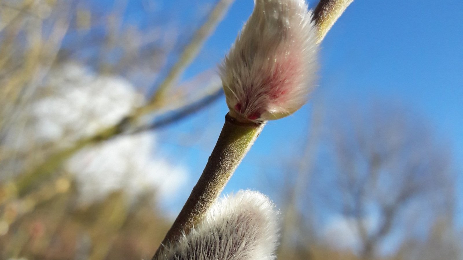 Ein Hauch von Vorfrühling und immer wieder schön sind die Weidenkätzchen. Bitte nicht abschneiden oder pflücken, sie bieten bald die ersten Nahrung für Insekten.  Foto: srFoto: sr