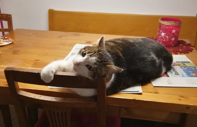 Platzhirsch: Kater Rudi macht es sich hier nicht nur auf der VKZ bequem und hindert Emma Slana somit an der Zeitungslektüre, sondern blockiert obendrein ihren Sitzplatz.