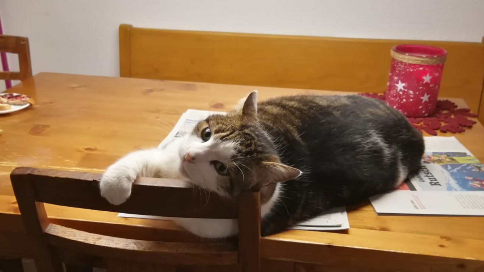 Platzhirsch: Kater Rudi macht es sich hier nicht nur auf der VKZ bequem und hindert Emma Slana somit an der Zeitungslektüre, sondern blockiert obendrein ihren Sitzplatz. Platzhirsch: Kater Rudi macht es sich hier nicht nur auf der VKZ bequem und hindert Emma Slana somit an der Zeitungslektüre, sondern blockiert obendrein ihren Sitzplatz.
