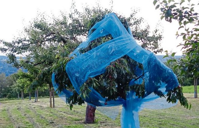 Erst „The Floating Piers“ jetzt „The Standing Tree“ von Christo in Vaihingen?  Foto: sr