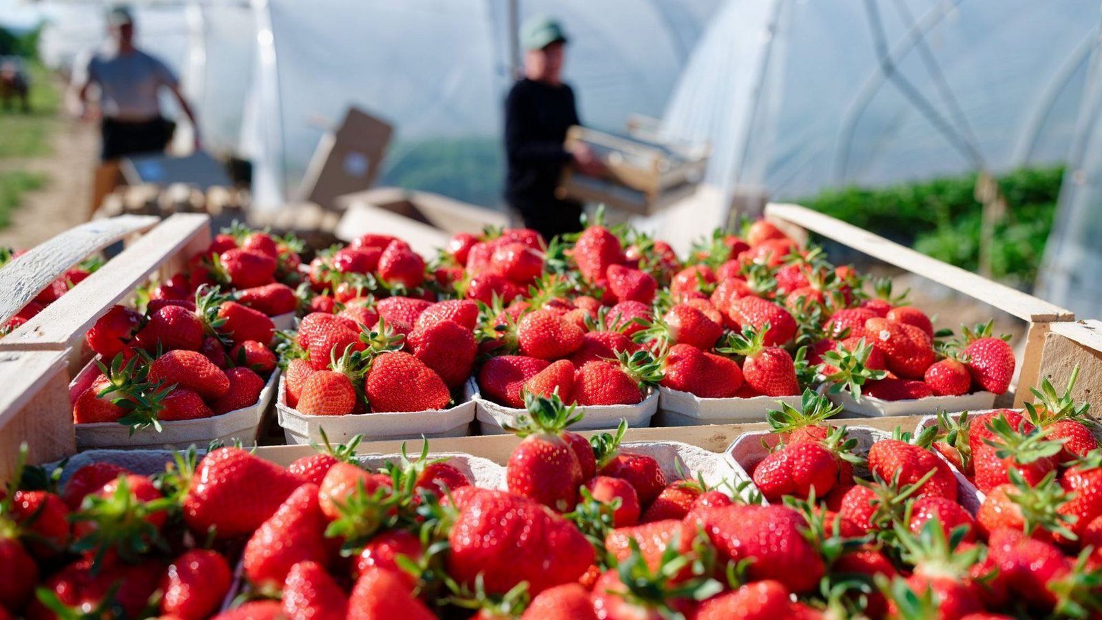 Kisten mit frisch gepflückten Erdbeeren stehen vor Treibhaus-Tunneln (Archivbild).Foto: Uwe Anspach/dpa Kisten mit frisch gepflückten Erdbeeren stehen vor Treibhaus-Tunneln (Archivbild).Foto: Uwe Anspach/dpa