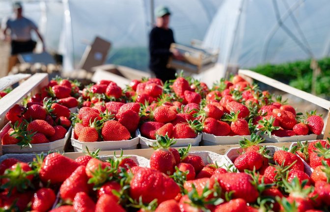Kisten mit frisch gepflückten Erdbeeren stehen vor Treibhaus-Tunneln (Archivbild).<span class='image-autor'>Foto: Uwe Anspach/dpa</span>