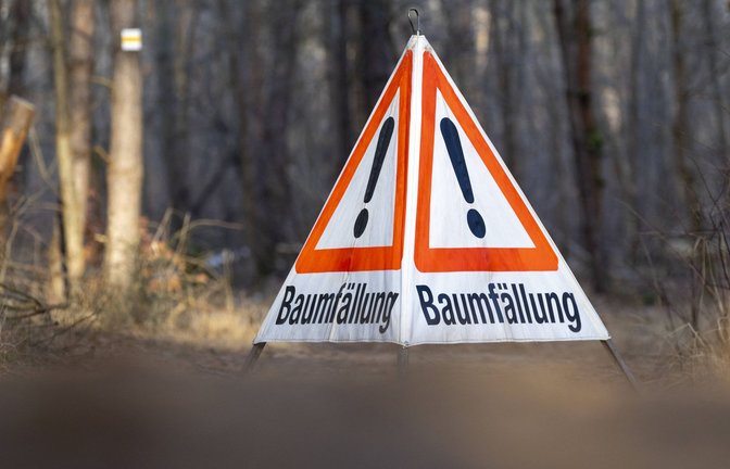 Bei Waldarbeiten in einem Göppinger Waldgebiet ist ein 78-Jähriger durch herabfallende Äste tödlich verletzt worden (Symbolfoto).<span class='image-autor'>Foto: IMAGO/C3 Pictures/IMAGO</span>
