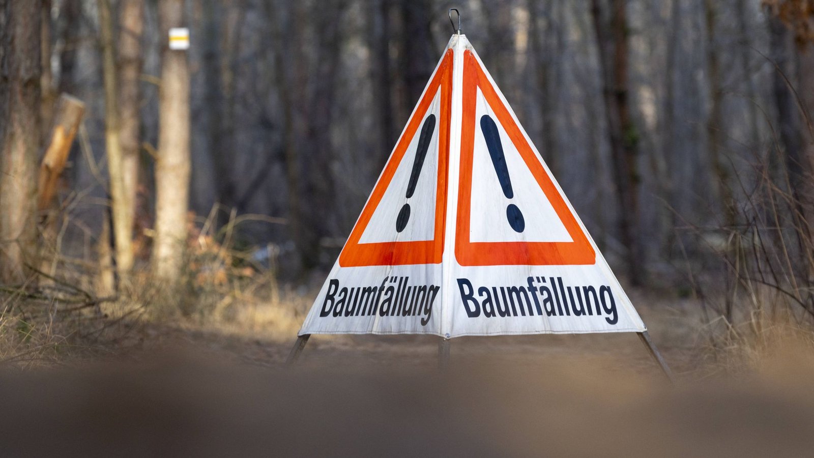 Bei Waldarbeiten in einem Göppinger Waldgebiet ist ein 78-Jähriger durch herabfallende Äste tödlich verletzt worden (Symbolfoto).Foto: IMAGO/C3 Pictures/IMAGO