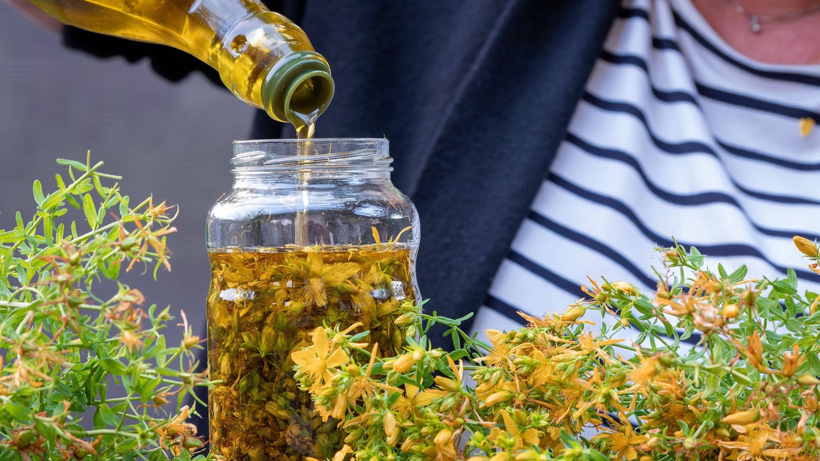 Eine Frau hat  Blüten des Johanniskrauts gezupft und gießt sie  dann mit Olivenöl auf. Der Aufguss wird dann acht Wochen stehen und reifen. Das im Johanniskrautöl enthaltene Enzym Hyperforin beschleunigt die Bildung neuer Blutgefäße und unterstützt die Wundheilung.Foto: Imago/