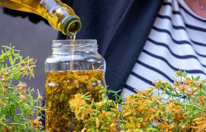 Eine Frau hat  Blüten des Johanniskrauts gezupft und gießt sie  dann mit Olivenöl auf. Der Aufguss wird dann acht Wochen stehen und reifen. Das im Johanniskrautöl enthaltene Enzym Hyperforin beschleunigt die Bildung neuer Blutgefäße und unterstützt die Wundheilung.<span class='image-autor'>Foto: Imago/</span>