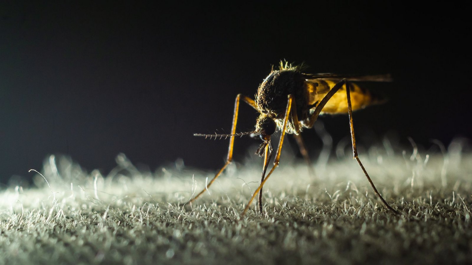 Schon ein Stich einer infizierten Mücke reicht aus, um sich anzustecken. Erst nach einigen Tagen merken die Betroffenen, dass sie erkrankt sind, doch für viele ist dann schon zu spät.Foto: Imago/Pond5 Images Schon ein Stich einer infizierten Mücke reicht aus, um sich anzustecken. Erst nach einigen Tagen merken die Betroffenen, dass sie erkrankt sind, doch für viele ist dann schon zu spät.Foto: Imago/Pond5 Images