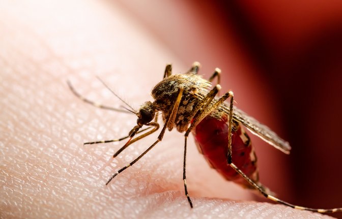 Das Virus wird durch Mücken übertragen.<span class='image-autor'>Foto: nechaevkon / shutterstock.com</span>
