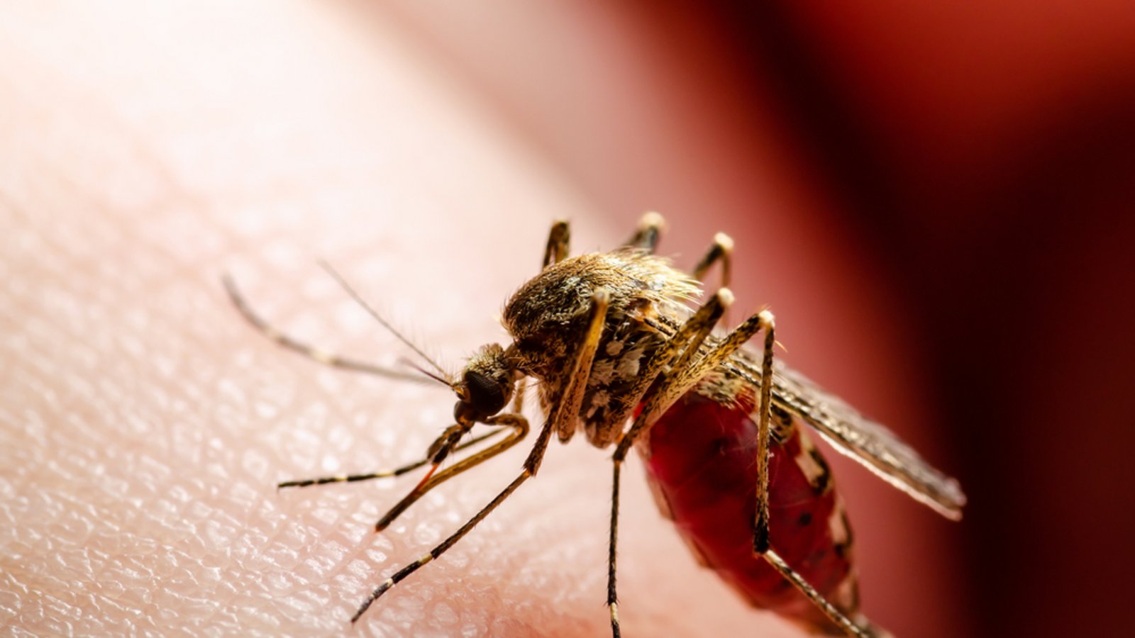 Das Virus wird durch Mücken übertragen.Foto: nechaevkon / shutterstock.com Das Virus wird durch Mücken übertragen.Foto: nechaevkon / shutterstock.com