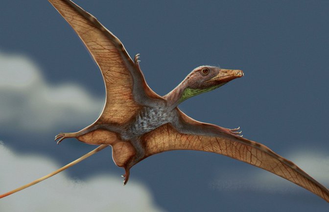 Flugsaurier waren vor mehr als 215 Millionen Jahren die ersten Lebewesen, die aktiv fliegen konnten, lange vor dem Auftreten der frühesten Vögel.<span class='image-autor'>Foto: Matheus Fernandes/Universität Tübingen</span>