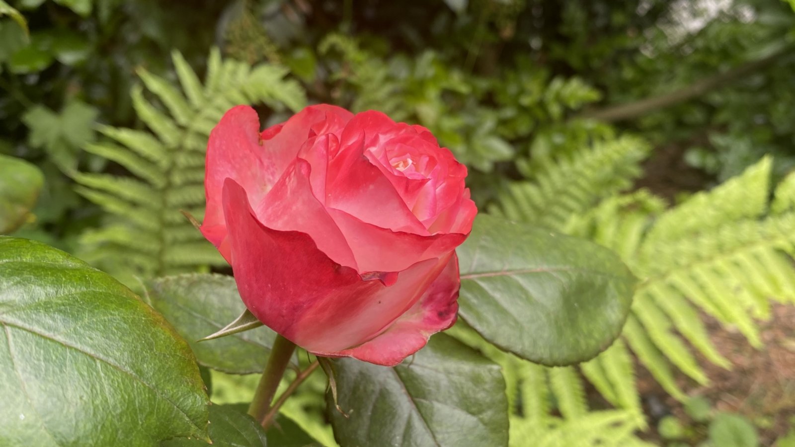 Das ist doch mal ein netter Gruß: „Die Stadtarbeiter und der Bauhof der Stadt Vaihingen haben unsere Stadt wieder herausgeputzt zum Maientag. Ein herzliches Dankeschön den Arbeitern. Symbolisch eine Rose, wir schätzen eure Arbeit“, schreibt Jürgen Rebstock zu seinem Foto.