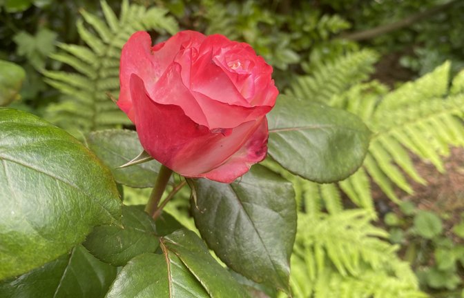 Das ist doch mal ein netter Gruß: „Die Stadtarbeiter und der Bauhof der Stadt Vaihingen haben unsere Stadt wieder herausgeputzt zum Maientag. Ein herzliches Dankeschön den Arbeitern. Symbolisch eine Rose, wir schätzen eure Arbeit“, schreibt Jürgen Rebstock zu seinem Foto.