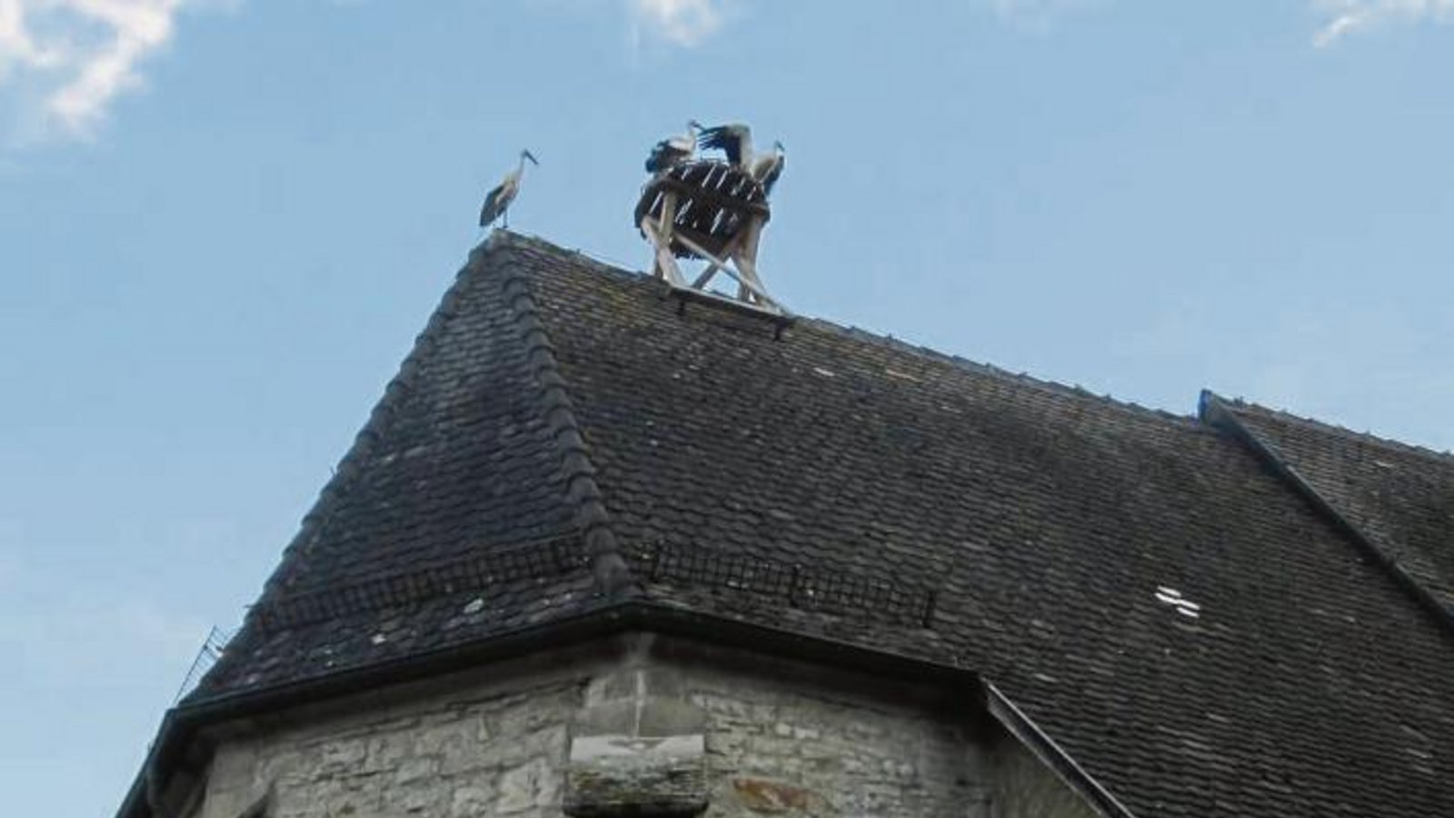 Seit Sonntagabend sind die Störche in Roßwag. 21 Exemplare wurden auf einem Acker gezählt. Und einige haben auch schon das Nest auf dem Kirchendach bezogen, wie das Foto unseres Lesers Sven Sickert zeigt. Seit Sonntagabend sind die Störche in Roßwag. 21 Exemplare wurden auf einem Acker gezählt. Und einige haben auch schon das Nest auf dem Kirchendach bezogen, wie das Foto unseres Lesers Sven Sickert zeigt.