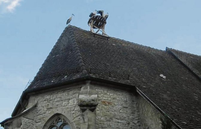 Seit Sonntagabend sind die Störche in Roßwag. 21 Exemplare wurden auf einem Acker gezählt. Und einige haben auch schon das Nest auf dem Kirchendach bezogen, wie das Foto unseres Lesers Sven Sickert zeigt.