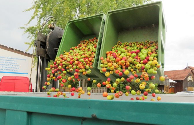 Die Apfelernte läuft. Die Ernte soll besser als im Durchschnitt der vergangenen Jahre sein. Wer sein Obst nicht selbst ernten kann oder will, kann sich in Vaihingen gelbe Bändchen im Bürgerbüro oder auf den Verwaltungsstellen abholen und an den Obstbäumen befestigen. Diese Bändchen signalisieren, dass das Obst dieser Bäume kostenlos geerntet werden darf.   <span class='image-autor'>Foto: Arning</span>