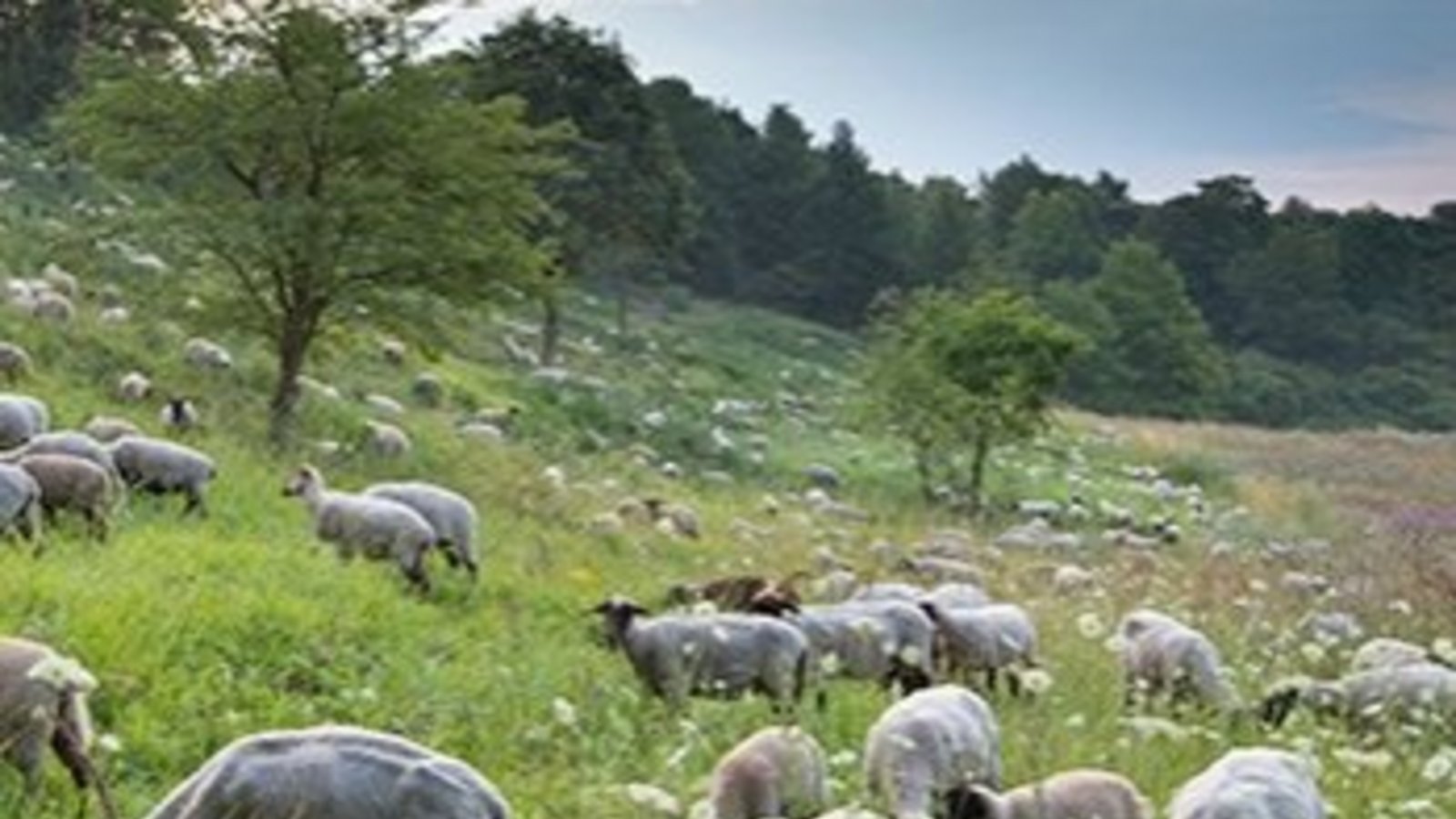 Die Beweidung mit Schafen beugt einer Verbuschung vor. Foto: Klemens Karkow/Nabu
