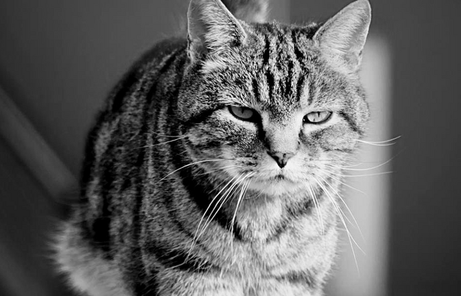 Der Flughafen Bern trauert um Kater Maverick.<span class='image-autor'>Foto: Alessandro R. Moser @spotty_graphy / Flughafen Bern AG – Bern Airport</span>