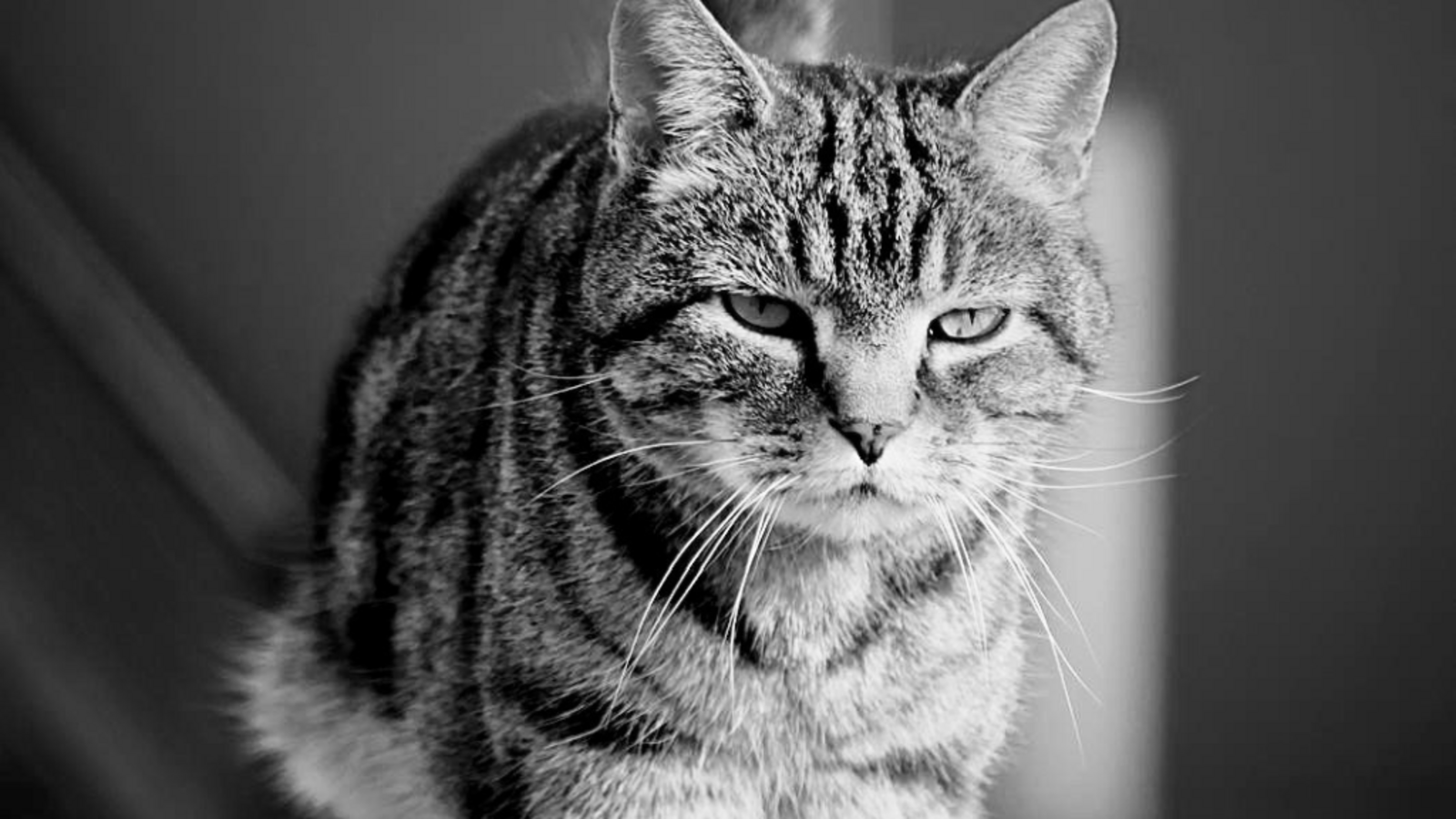 Der Flughafen Bern trauert um Kater Maverick.Foto: Alessandro R. Moser @spotty_graphy / Flughafen Bern AG – Bern Airport Der Flughafen Bern trauert um Kater Maverick.Foto: Alessandro R. Moser @spotty_graphy / Flughafen Bern AG – Bern Airport