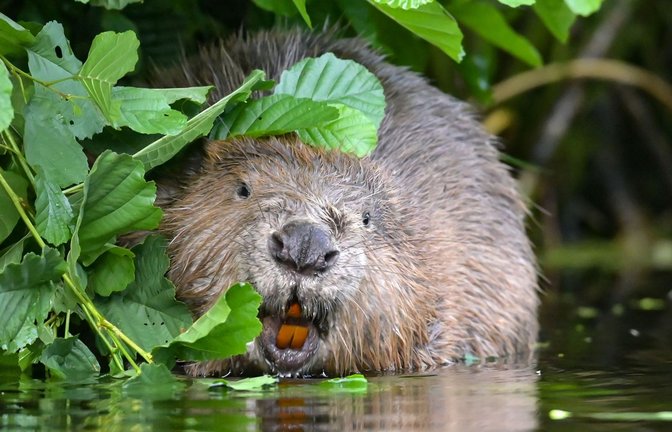 In Baden-Württemberg leben schätzungsweise rund 12.400 Biber (Symbolbild).<span class='image-autor'>Foto: Patrick Pleul/dpa-Zentralbild/dp/Patrick Pleul</span>