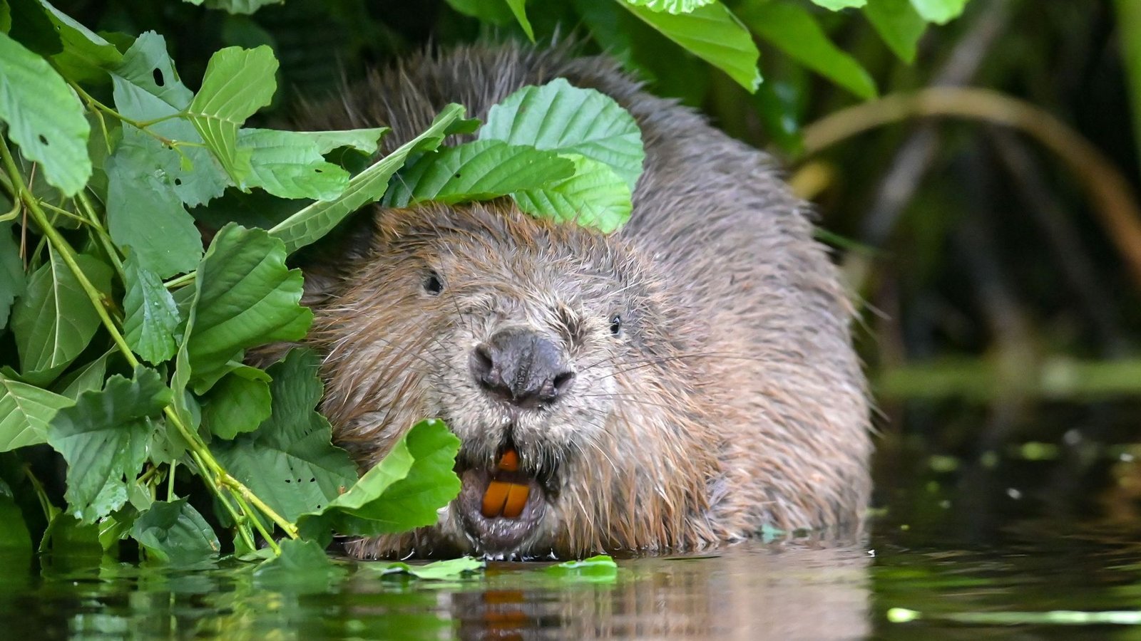 In Baden-Württemberg leben schätzungsweise rund 12.400 Biber (Symbolbild).Foto: Patrick Pleul/dpa-Zentralbild/dp/Patrick Pleul In Baden-Württemberg leben schätzungsweise rund 12.400 Biber (Symbolbild).Foto: Patrick Pleul/dpa-Zentralbild/dp/Patrick Pleul