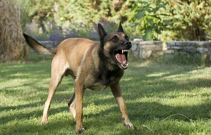 Die Schäferhündin attackierte mehrere Spaziergänger. (Symbolbild)<span class='image-autor'>Foto: IMAGO/YAY Images/IMAGO/cynoclub</span>