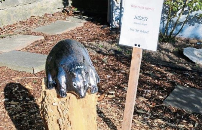 Biber bei der Arbeit – entdeckt in einem Vaihinger Vorgarten. Foto: Bögel