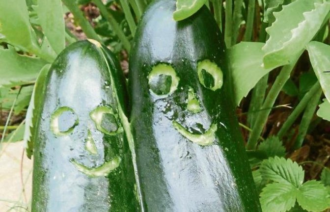 Edeltraud Gässler aus Enzweihingen freut sich über ihr Zucchinipärchen.