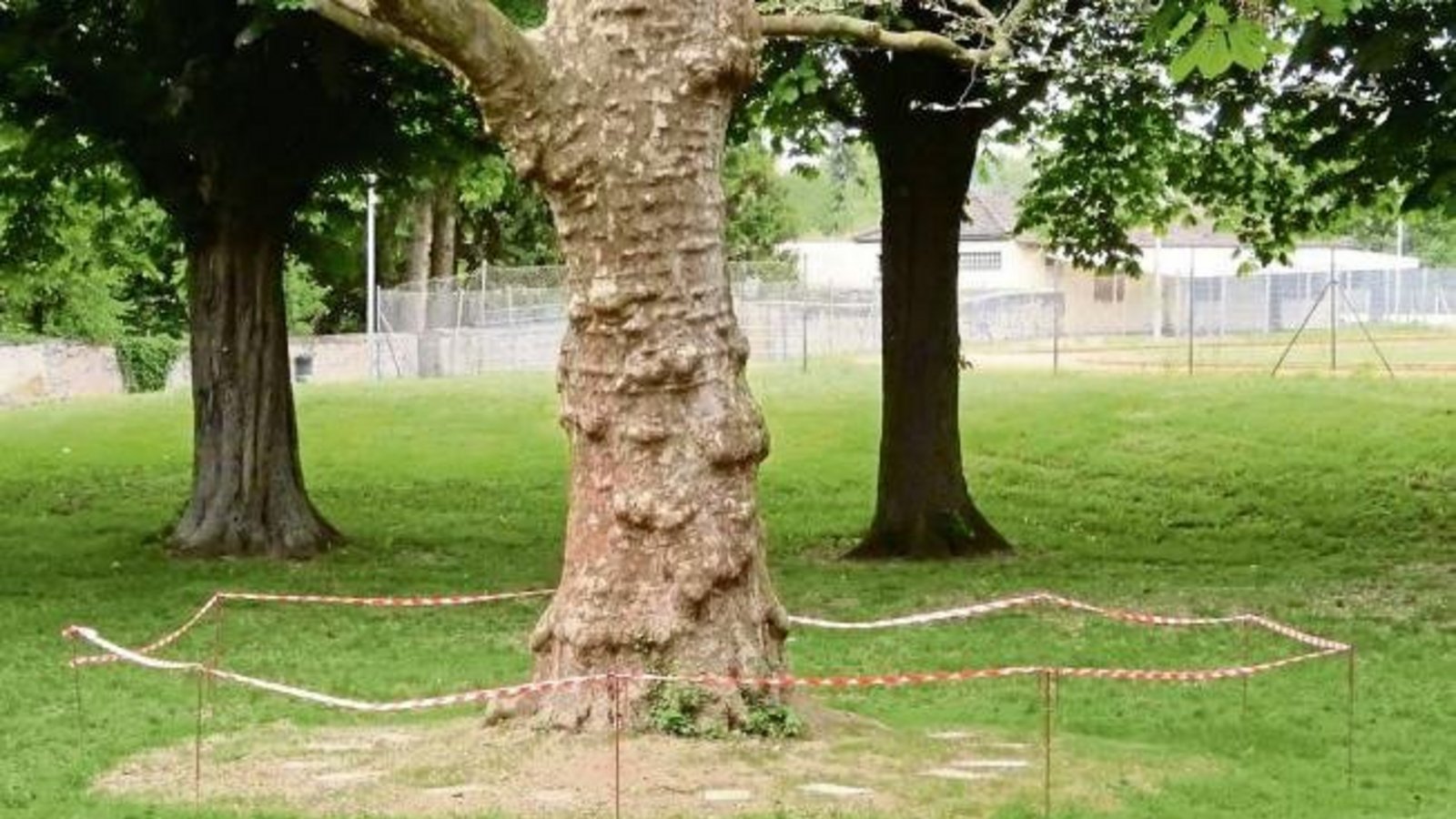 Baustelle im Vaihinger Maientagsrondell: Offensichtlich gibt es eine neue Bank rund um die Platane. Das bisherige Podium für die Gedichtvorträge war längst kein Schmuckstück mehr. Foto: Arning Baustelle im Vaihinger Maientagsrondell: Offensichtlich gibt es eine neue Bank rund um die Platane. Das bisherige Podium für die Gedichtvorträge war längst kein Schmuckstück mehr. Foto: Arning