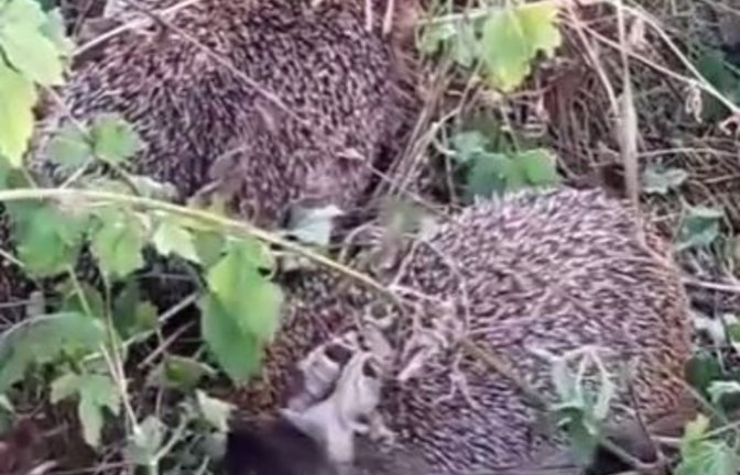 Nachtaktiv: Igel.     Archivfoto: Rücker/VKZ