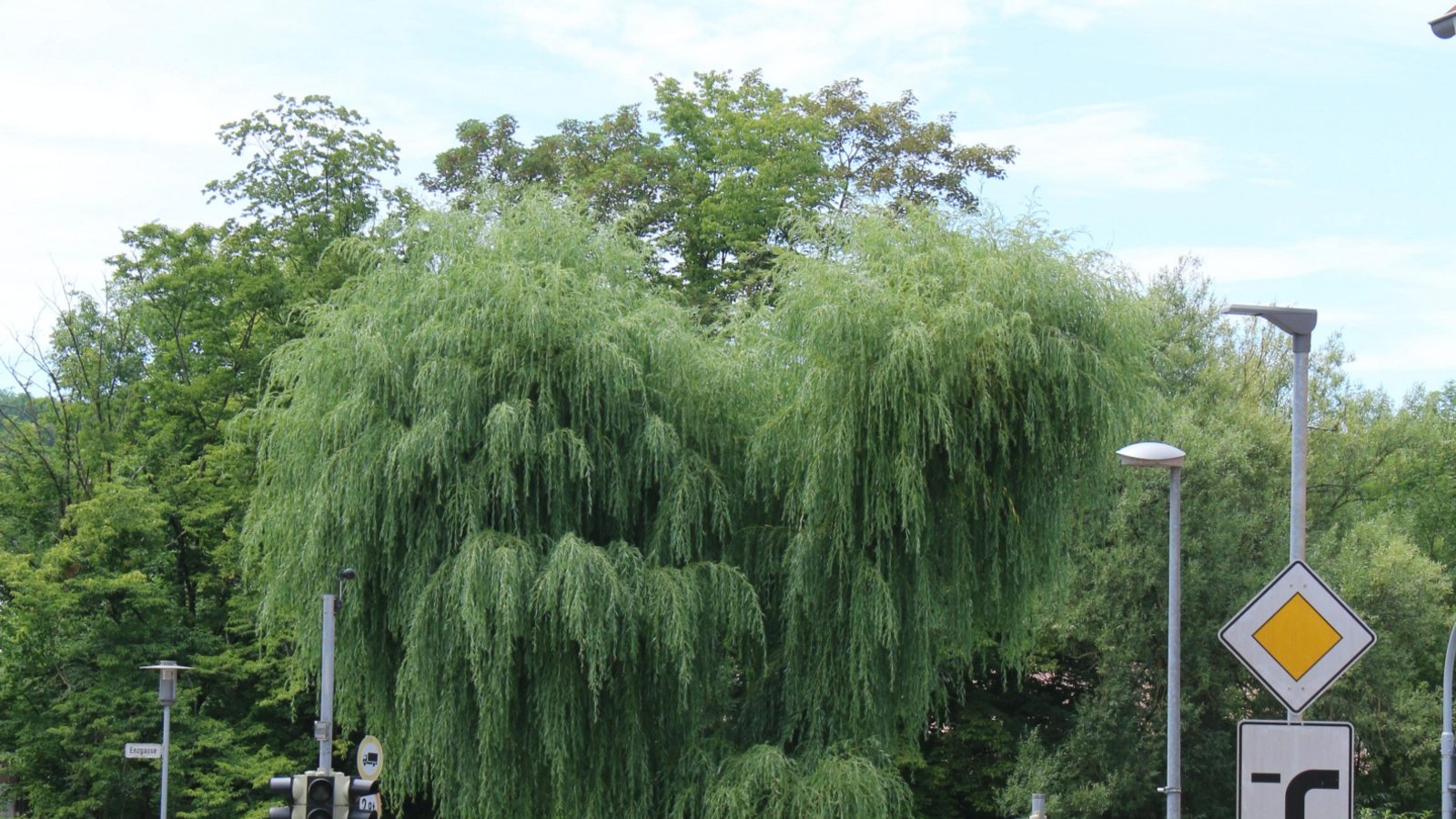 Vielleicht eine Idee für die Gartenschau 2029: eine herzförmige Weide am Vaihinger Enzufer. Foto: Rieger Vielleicht eine Idee für die Gartenschau 2029: eine herzförmige Weide am Vaihinger Enzufer. Foto: Rieger