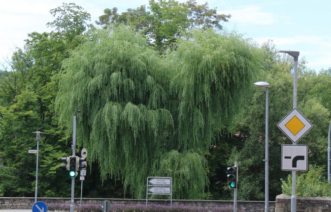 Vielleicht eine Idee für die Gartenschau 2029: eine herzförmige Weide am Vaihinger Enzufer.  <span class='image-autor'>Foto: Rieger</span>