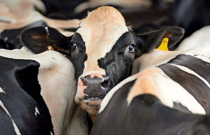 In deutschen Kuhställen gibt es bis jetzt keine Vogelgrippe-Infektionen.<span class='image-autor'>Foto: dpa/Erik S. Lesser</span>