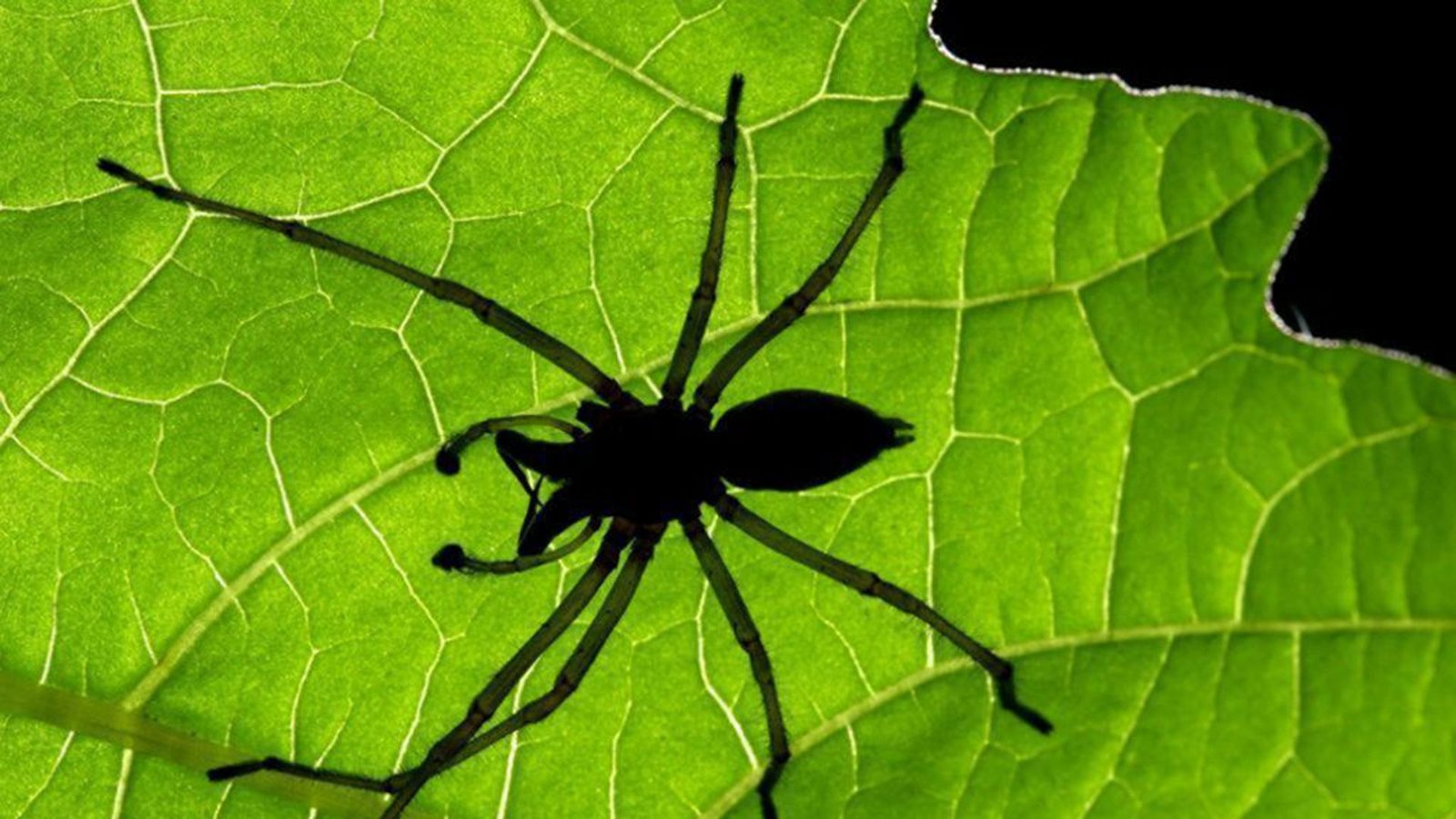 Die Ammen-Dornfinger-Spinne (Cheiracanthium punctorium) ist mit 15 Millimetern das größte europäische Exemplar aus der Familie der Dornfingerspinnen. In Europa sind 25 von 195 weltweit existierenden Arten beheimatet.Foto: dpa Die Ammen-Dornfinger-Spinne (Cheiracanthium punctorium) ist mit 15 Millimetern das größte europäische Exemplar aus der Familie der Dornfingerspinnen. In Europa sind 25 von 195 weltweit existierenden Arten beheimatet.Foto: dpa