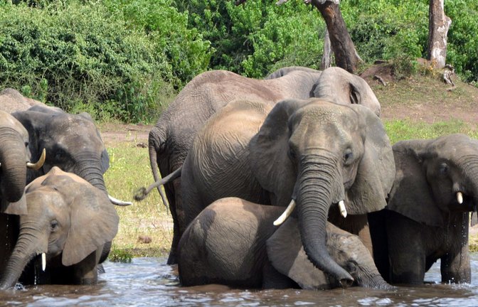 Afrikanische Elefanten sind größer als indische – aber ihre Gehirne sind kleiner.<span class='image-autor'>Foto: dpa</span>