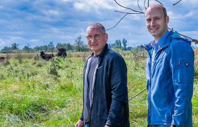 Naturschützer Roland Aigeltinger und Bürgermeister Christian Weber statten den eindrucksvollen Heckrindern im Langenauer Ried einen Besuch ab.<span class='image-autor'>Foto: Faltin</span>